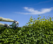 Foto: Hecke Schneiden Hecke Schneiden