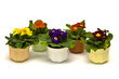 Foto: Primula Primula