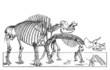 Prehistory : Skeletons - 19th century
