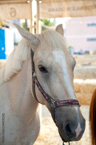 Photo: Cavallo Cavallo
