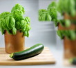Basilikum und Zucchini