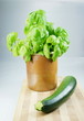 Basilikum und Zucchini