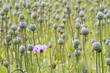 Opium poppy, Papaver somniferum