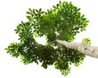 Photo: Isolated green leaf on white background with clipping path Isolated green leaf on white background with clipping path