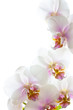 Orchideen - exotische Blüten