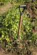 Untidy Garden