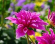 Dahlie - Dahlia 136