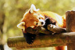 panda roux