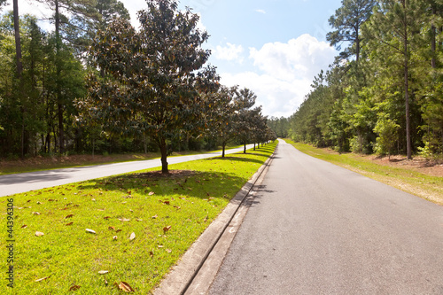 Photo: Magnolia Trees in Tallahassee, Florida Magnolia Trees in Tallahassee, Florida