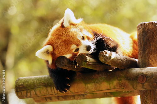 Photo: panda roux panda roux