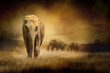 Elephants at sunset