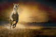 Photo: White horse in sunset White horse in sunset