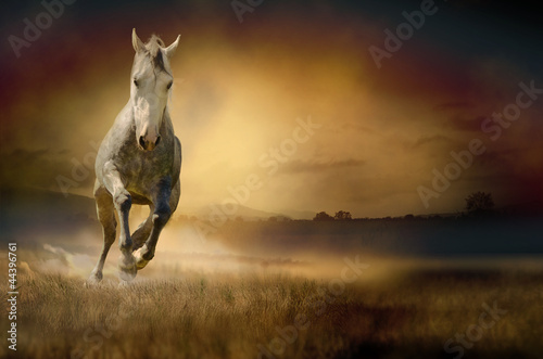 Photo: White horse in sunset White horse in sunset