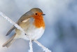 Christmas Robin