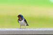 Barn Swallow