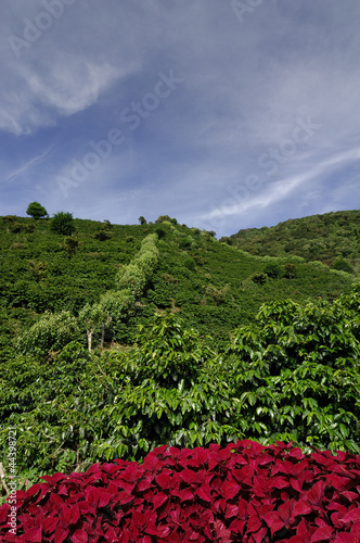 Photo: Organic coffee farm Organic coffee farm