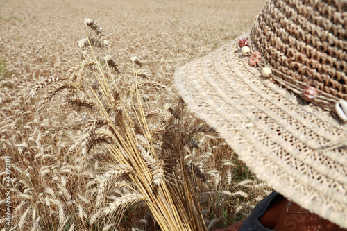 Photo: farmer with bunch of wheat in cereal field farmer with bunch of wheat in cereal field