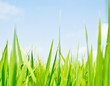 Grassy blades of rice against blue sky