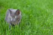 grey cat on grass