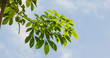 Photo: Isolated green leaf on white background with clipping path Isolated green leaf on white background with clipping path
