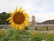 Sunflower flower