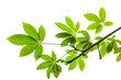 Photo: Isolated green leaf on white background with clipping path Isolated green leaf on white background with clipping path