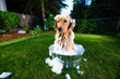 Golden Retriever Dog getting a bath