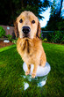 Golden Retriever Dog getting a bath