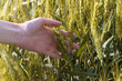 hand in a wheat field