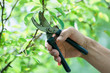 Pruning of  trees with secateurs