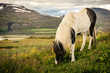 typical iceland