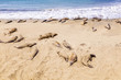 hugging young male Sea lions at the sandy beach relax