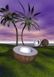 palms
