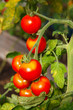 Red tomatoes