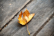 Autumn leaves