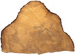 Section of Tree Trunk Isolated