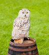 Siberian eagle owl, bubo bubo sibiricus, on a wooden barrel