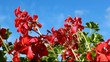 Pelargonium on a blue sky background