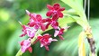orchid