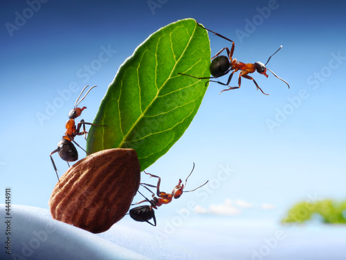 Photo: ants sight land in ocean, crew of yacht, teamwork ants sight land in ocean, crew of yacht, teamwork