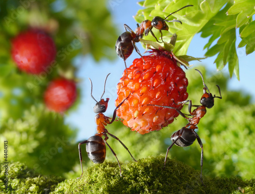 Photo: team of ants gathering strawberry, agriculture teamwork team of ants gathering strawberry, agriculture teamwork