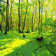 Sumpf - Briesetal bei birkenwerder