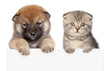Puppy and kitten show paws above white banner