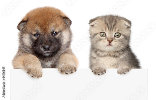 Photo: Puppy and kitten show paws above white banner Puppy and kitten show paws above white banner