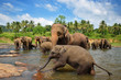 Elephants in the river