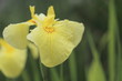 Foto: 1206024624 花菖蒲・愛知の輝 堀切菖蒲園 1206024624 花菖蒲・愛知の輝 堀切菖蒲園
