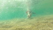 Swimmer