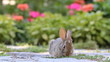 Young rabbit eating grass in the garden
