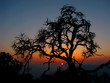 canvas print picture - Sonnenuntergang mit Baum 2