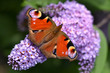 peacock butterfly